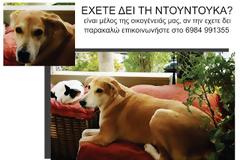 Βοηθήστε μας να βρεθεί η Ντουντούκα μας - Χάθηκε στο Πασαλιμάνι
