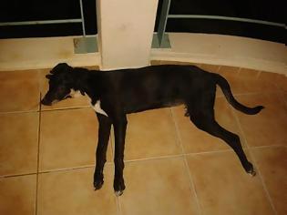 Φωτογραφία για Αμαλιάδα: Αθώος λόγω... αμφιβολιών ο άνδρας που πέταξε σκύλο από μπαλκόνι διαμερίσματος!