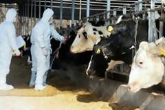 Νέο εμβόλιο για τον αφθώδη πυρετό στα ζώα
