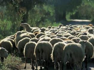 Φωτογραφία για Έκλεψαν 8 πρόβατα και 5 αρνιά από κτηνοτροφική μονάδα Λαρισαίου