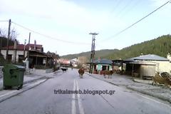 Οι αγελάδες σουλατσάρουν μέσα στο Νεραϊδοχώρι Τρικάλων