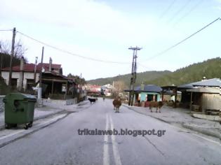 Φωτογραφία για Οι αγελάδες σουλατσάρουν μέσα στο Νεραϊδοχώρι Τρικάλων