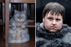 Aν στο Games of Thrones έπαιζαν γάτες