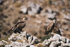 Ένα «σπίτι» για το γύπα στον Ψηλορείτη