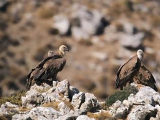 Φωτογραφία για Ένα «σπίτι» για το γύπα στον Ψηλορείτη