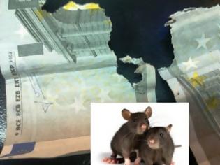 Φωτογραφία για Πάτρα: ποντίκια «κούρεψαν» 25.000 ευρω συνταξιούχου