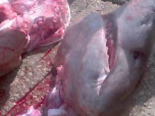 Φωτογραφία για Καρχαρίας πιάστηκε στα δίχτυα στη Σαμοθράκη