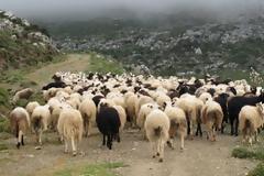 Στη φάκα για ζωοκλοπή και οπλοκατοχή