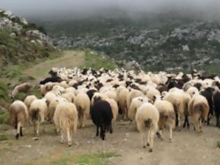 Φωτογραφία για Στη φάκα για ζωοκλοπή και οπλοκατοχή