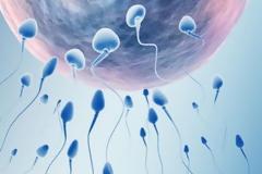 ΥΓΕΙΑ: Σπερματοζωάριο-ωάριο ενώνονται πρωτοποριακά!
