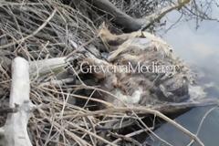 Γρεβενά: Πνίγηκε αρκούδα στη λίμνη του Ιλαρίωνα - Τι λέει ο Ναυτικός Όμιλος Ιλαρίωνα Δεσκάτης Γρεβενών