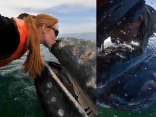 Φωτογραφία για Μοναδικές στιγμές αγάπης μεταξύ τουριστών και μιας... φάλαινας!