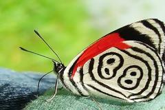 Οι πεταλούδες με τον αριθμό 88