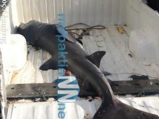 Φωτογραφία για Καρχαρία δύο μέτρων ψάρεψαν στη Nαύπακτο!