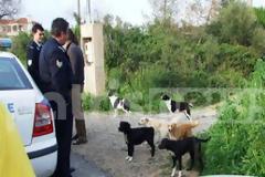 Πύργος: Κινδυνεύουν από αγέλη σκύλων στο Τραγανό!