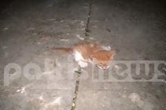 Αμαλιάδα: Επιχείρηση απεγκλωβισμού... γάτας από την Πυροσβεστική!