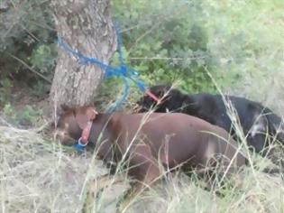 Φωτογραφία για Φρίκη από νέες υποθέσεις κακοποίησης ζώων στα Χανιά