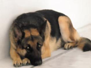 Φωτογραφία για Πάτρα: Mαρτυρικός θάνατος για τον θρυλικό σκύλο του ΣΔΟΕ, Mπεν
