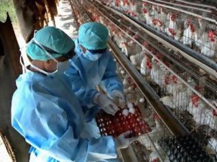 Φωτογραφία για Yγειονομικός «συναγερμός» και στην Ελλάδα για τη νέα γρίπη των πτηνών