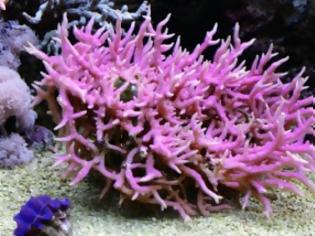 Φωτογραφία για Θαυματουργό εμφύτευμα από κοράλλι φτιάχνει καινούρια γόνατα