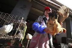 Ο εφιάλτης της γρίπης των πτηνών επέστρεψε! Νέος τύπος ιού με βαριά συμπτώματα