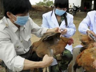 Φωτογραφία για Κίνα: Σε τέσσερις ανήλθε ο αριθμός των νεκρών από τον ιό Η7Ν9 της γρίπης των πτηνών και σε 11 ο συνολικός αριθμός των κρουσμάτων