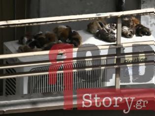 Φωτογραφία για Φωτογραφία ΣΟΚ – Δέρματα ζώων σε μπαλκόνι μεταναστών