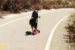 Τα απίθανα κόλπα ενός σκύλου σε ένα βίντεο!