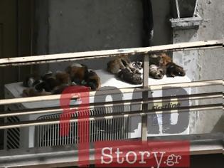 Φωτογραφία για ΣOK! Mετανάστες τρώνε γάτες και σκύλους και λιάζουν τα δέρματα στο μπαλκόνι!