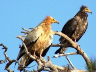 Φωτογραφία για Θύματα δηλητηρίασης δύο Ασπροπάρηδες