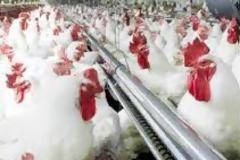 Κίνα: Αυστηρότερα μέτρα κατά της γρίπης των πτηνών