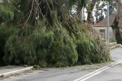 Άνεμοι 110km ξεπάτωσαν μεγάλα δέντρα στα Χανιά