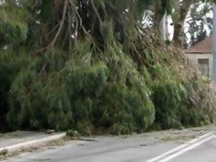 Φωτογραφία για Άνεμοι 110km ξεπάτωσαν μεγάλα δέντρα στα Χανιά