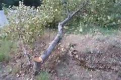 Πάτρα: Tεράστιο δέντρο έσπασε έπεσε στην πλατεία Ελευθερίας