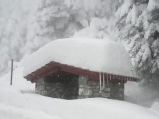 Φωτογραφία για Πρόβατα επέζησαν μετά από 11 ημέρες κάτω από το χιόνι