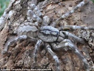 Φωτογραφία για VIDEO: Τέτοια ταραντούλα δεν έχετε ξαναδεί!