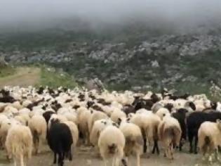 Φωτογραφία για Φτερά έκαναν 65 αιγοπρόβατα και διάφορα εργαλεία, από κτηνοτροφική μονάδα στη Μαγνησία