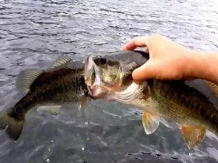 Φωτογραφία για Λαίμαργο ψάρι προσπαθεί να καταπιεί άλλο ψάρι μεγαλύτερο από το στόμα του! [Video]