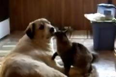 VIDEO: Όταν οι γάτες αποφασίζουν να... καθαρίσουν τους σκύλους!