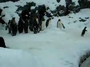 Φωτογραφία για Βίντεο με μαστουρωμένο πιγκουίνο κάνει το γύρο του Κόσμου!
