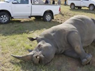 Φωτογραφία για ΔΕΙΤΕ: Λευκός ρινόκερος συγκρούστηκε με φορτηγό στη Νότια Αφρική