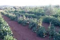 Την Πέμπτη γίνεται η κλήρωση για τους λαχανόκηπους του ΑΠΘ
