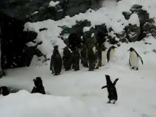 Φωτογραφία για Επισκέπτες σε ζωολογικό κήπο έδωσαν ναρκωτικά σε πιγκουίνο!