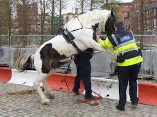 Φωτογραφία για Αστυνομικός θύμα σεξουαλικής επίθεσης αλόγου... στην Ιρλανδία! [video]