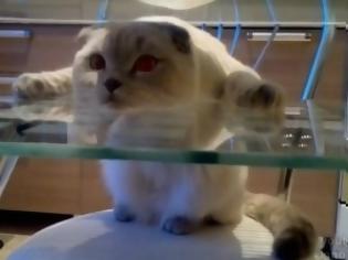 Φωτογραφία για VIDEO: Παράξενος γάτος...