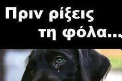 Η ΦΩΤΟΓΡΑΦΙΑ ΤΟΥ ΑΔΕΣΠΟΤΟΥ ΣΚΥΛΟΥ ΠΟΥ ΕΧΕΙ ΤΡΕΛΑΝΕΙ ΤΟ FACEBOOK..