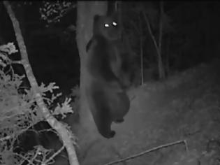 Φωτογραφία για VIDEO: Xορεύοντας με ...την αρκούδα!!!