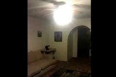 VIDEO: Η γάτα... ηλεκτρολόγος!!!