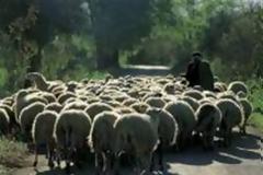 Κοζάνη: Του ξάφρισαν όλο το κοπάδι με τα ζώα