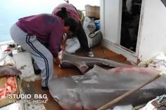 Δροσίτης 250 κιλών στο λιμάνι του Ναυπλίου [video]